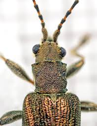 Attēlu rezultāti vaicājumam “Donacia”