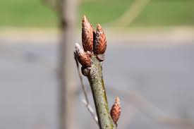 Attēlu rezultāti vaicājumam “Quercus rubra bud”