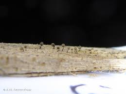 Attēlu rezultāti vaicājumam “Cribraria vulgaris macro”