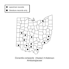 Attēlu rezultāti vaicājumam “Conardia compacta”
