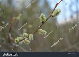 Attēlu rezultāti vaicājumam “Salix caprea bud”