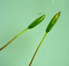 Attēlu rezultāti vaicājumam “Leskea polycarpa macro”