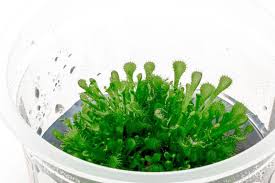 Attēlu rezultāti vaicājumam “Drosera rotundifolia leaf”