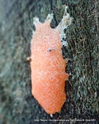 Attēlu rezultāti vaicājumam “Tubifera montana macro”