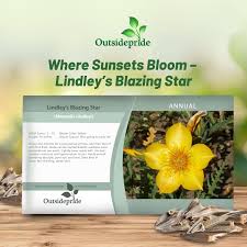 Image result for Helichrysum lindleyii