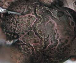 Attēlu rezultāti vaicājumam “Barbeyella minutissima”