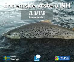 Image result for Salmo dentex