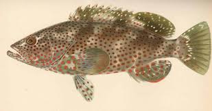 Image result for Epinephelus adscensionis