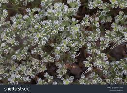 Attēlu rezultāti vaicājumam “Scleranthus perennis flower”