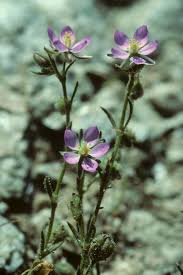 Attēlu rezultāti vaicājumam “Spergularia rubra”