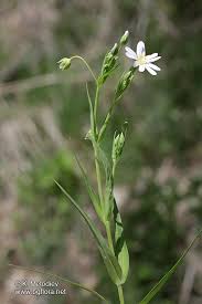 Attēlu rezultāti vaicājumam “Stellaria holostea”
