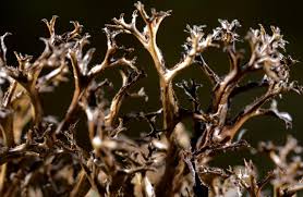 Attēlu rezultāti vaicājumam “Cetraria ericetorum”