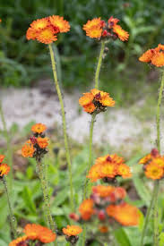 Image result for Hieracium aurantiacum