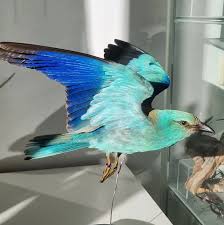 Attēlu rezultāti vaicājumam “Coracias garrulus adult”