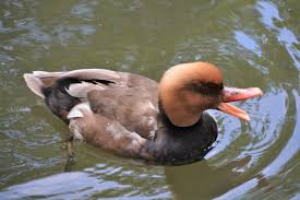 Image result for Netta rufina