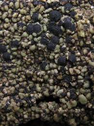 Attēlu rezultāti vaicājumam “Hypocenomyce friesii”