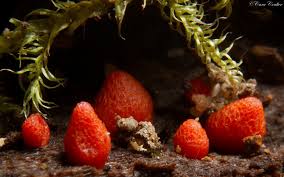 Attēlu rezultāti vaicājumam “Lycogala conicum spores”