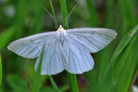 Attēlu rezultāti vaicājumam “Siona lineata”