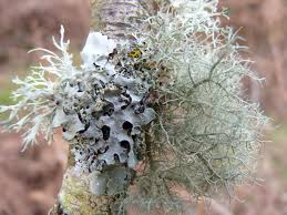 Attēlu rezultāti vaicājumam “Hypogymnia physodes”