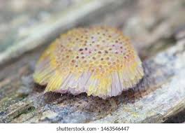 Attēlu rezultāti vaicājumam “Symphytocarpus flaccidus stalked”