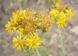 Attēlu rezultāti vaicājumam “Atriplex calotheca flower”