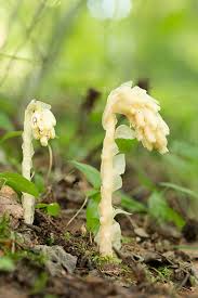 Attēlu rezultāti vaicājumam “Monotropa hypopitys flower”