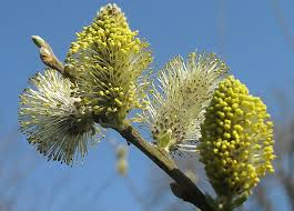 Attēlu rezultāti vaicājumam “Salix cinerea female flower”