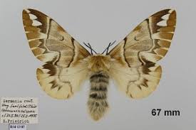 Attēlu rezultāti vaicājumam “Endromidae”