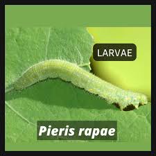 Attēlu rezultāti vaicājumam “Pieris rapae larva”