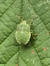 Attēlu rezultāti vaicājumam “Palomena prasina nymph”
