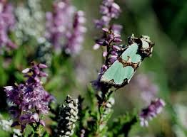 Attēlu rezultāti vaicājumam “Staurophora celsia”