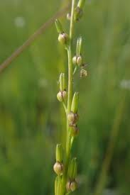 Attēlu rezultāti vaicājumam “Triglochin palustre fruit”