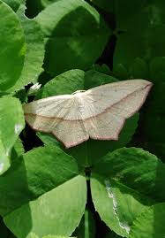 Attēlu rezultāti vaicājumam “Timandra comae”