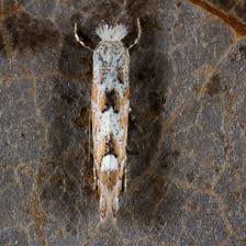 Attēlu rezultāti vaicājumam “Phyllonorycter apparella”