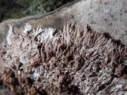 Attēlu rezultāti vaicājumam “Sporophagomyces chrysostomus”