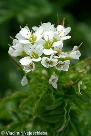 Attēlu rezultāti vaicājumam “Cardamine amara flower”