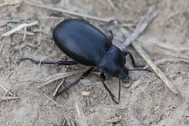 Attēlu rezultāti vaicājumam “Blaps mortisaga”