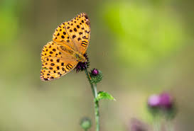 Attēlu rezultāti vaicājumam “Argynnis laodice”