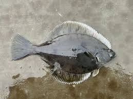 Image result for Limanda limanda