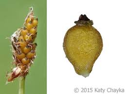 Attēlu rezultāti vaicājumam “Eleocharis uniglumis fruit”