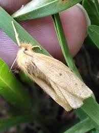 Attēlu rezultāti vaicājumam “Rusina ferruginea female”