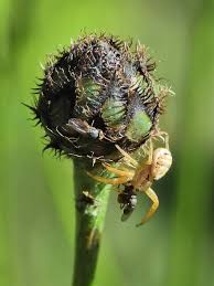 Attēlu rezultāti vaicājumam “Xysticus ulmi adult”