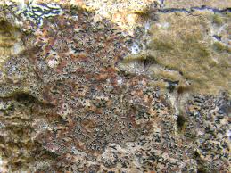 Attēlu rezultāti vaicājumam “Opegrapha rufescens”