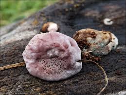 Attēlu rezultāti vaicājumam “Fomitopsis rosea”