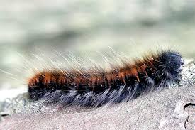 Attēlu rezultāti vaicājumam “Macrothylacia rubi”