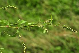 Attēlu rezultāti vaicājumam “Persicaria hydropiper”