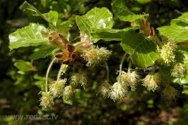 Attēlu rezultāti vaicājumam “Fagus sylvatica flower”