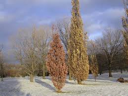 Attēlu rezultāti vaicājumam “Quercus robur Fastigiata”