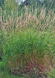 Attēlu rezultāti vaicājumam “Phalaroides arundinacea leaf”