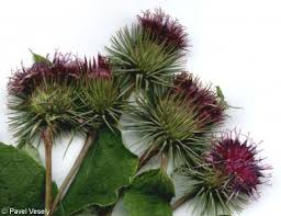 Attēlu rezultāti vaicājumam “Arctium lappa”